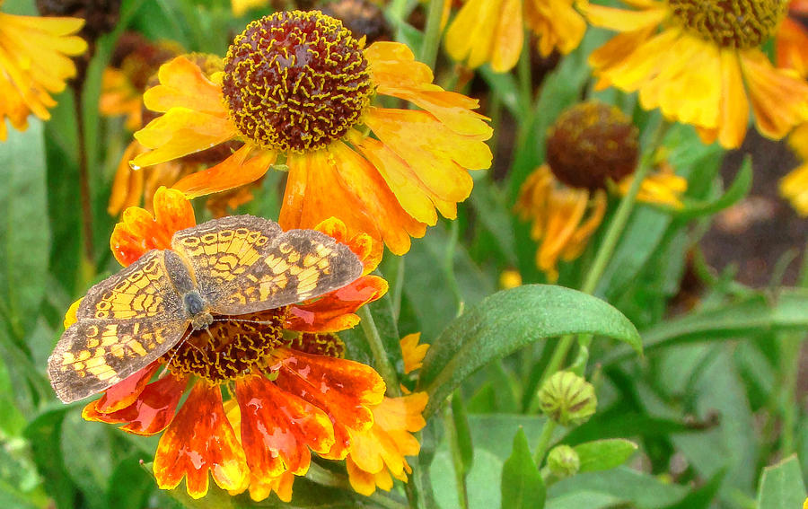 Sneezeweed Photograph by Shelley Neff