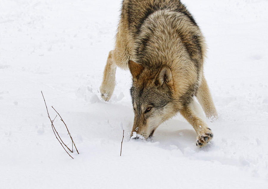 Sniffing Snow Photograph by Steve McKinzie