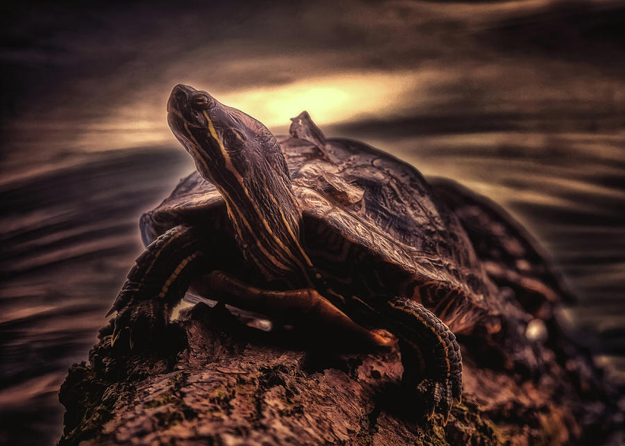 Snobbish turtle Photograph by Hans Zimmer