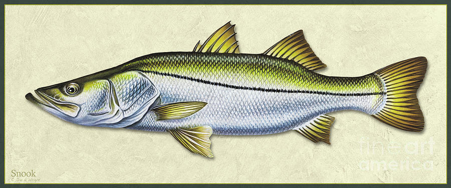 Snook ID Painting by Jon Q Wright