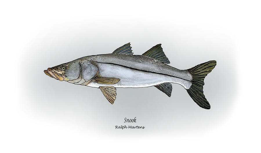Fish Painting - Snook by Ralph Martens