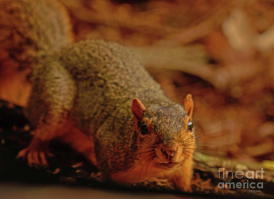 Snooping Squirrel Photograph