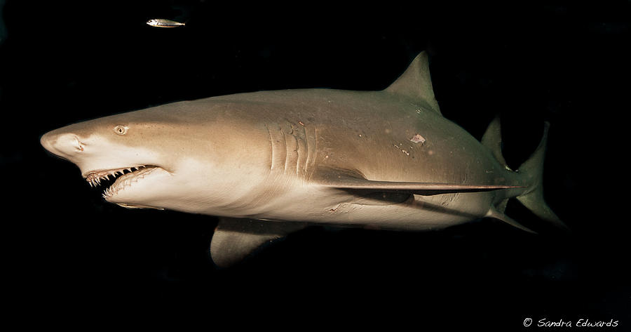 Snooty The Shark Photograph by Sandra Edwards