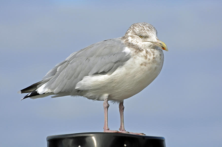 Seagull #1 Photograph by Glenn Gordon