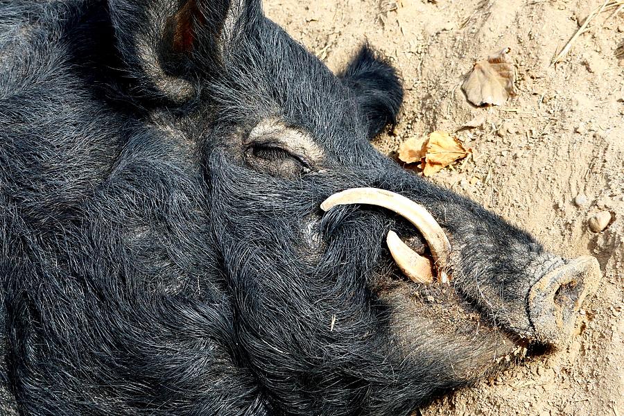 Snoozin Swine Photograph by KJ Swan