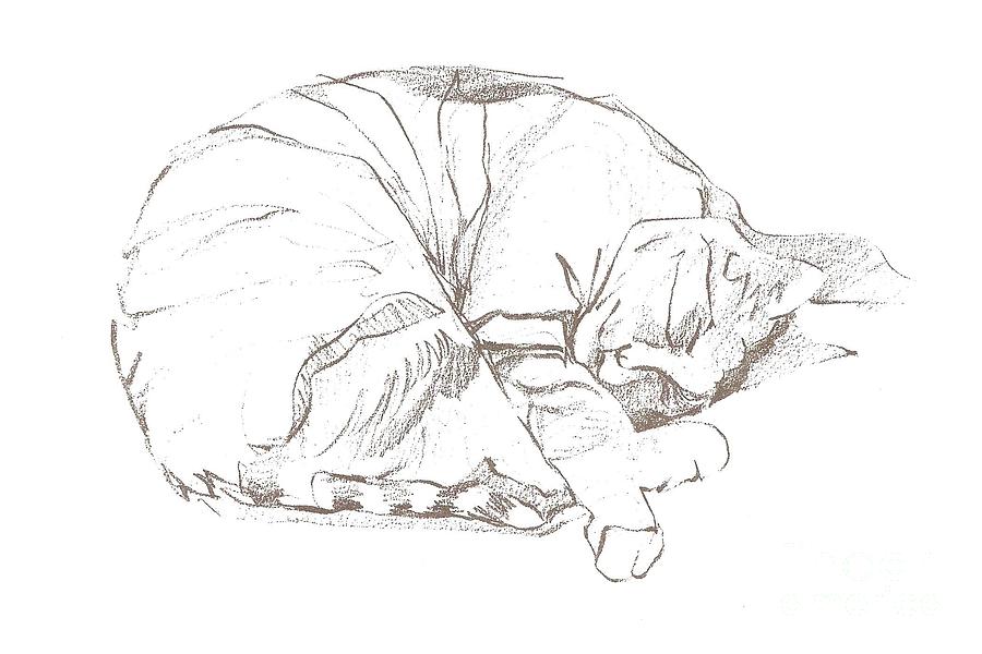 Snoozing Kitty Drawing by Denise F Fulmer