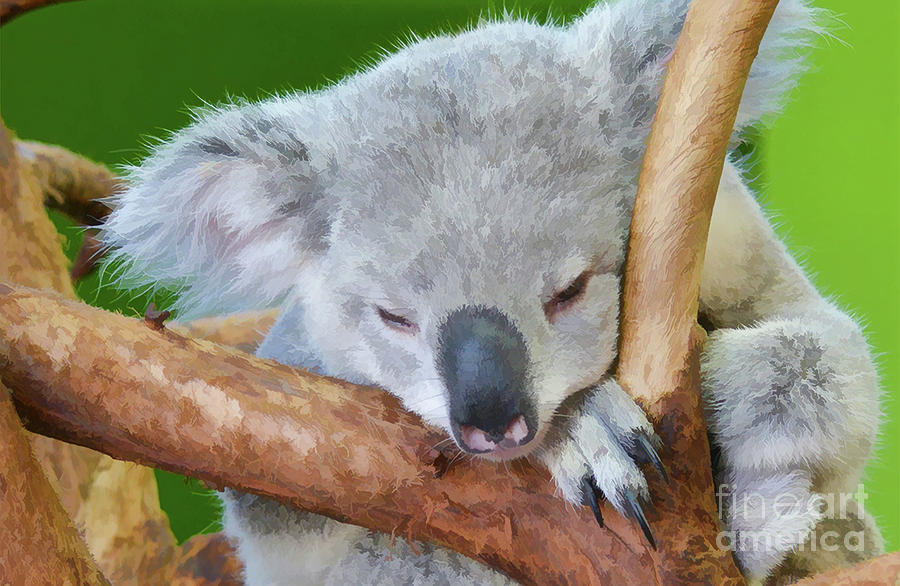 Snoozing Koala Bear Photograph by Kathy Baccari