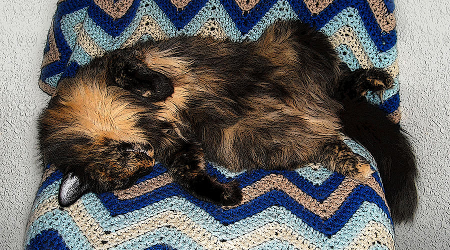 Cat Photograph - Snoozing Lucy by Nilla Haluska