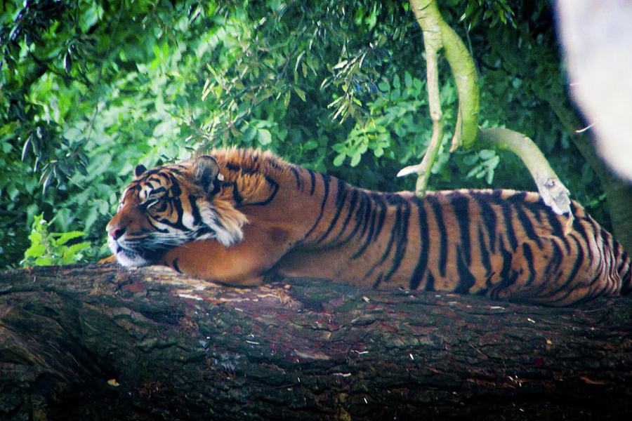 Snoozing Tiger Photograph by Mark Callanan