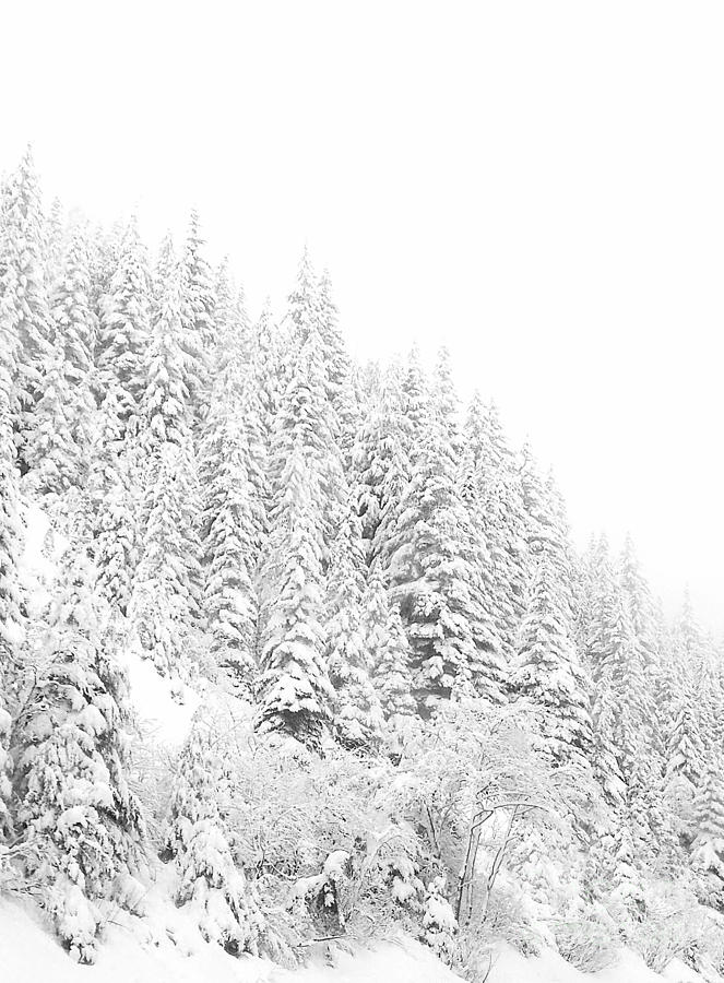 Winter Digital Art - Snoqualmie Pass by Ann Johndro-Collins