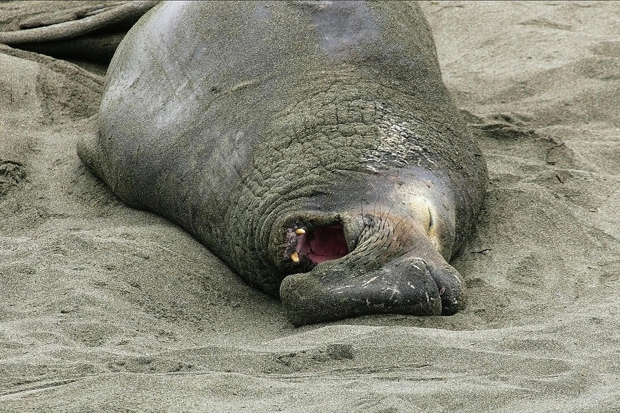 Snoring Elephant Seal Photograph by Anthony Jones