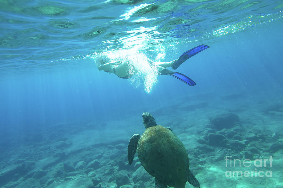 Snorkeler female sea turtle Photograph by Benny Marty