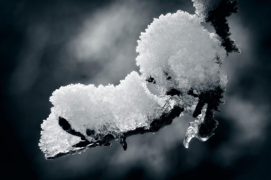 Black And White Photograph - Snow - 365-284 by Inge Riis McDonald