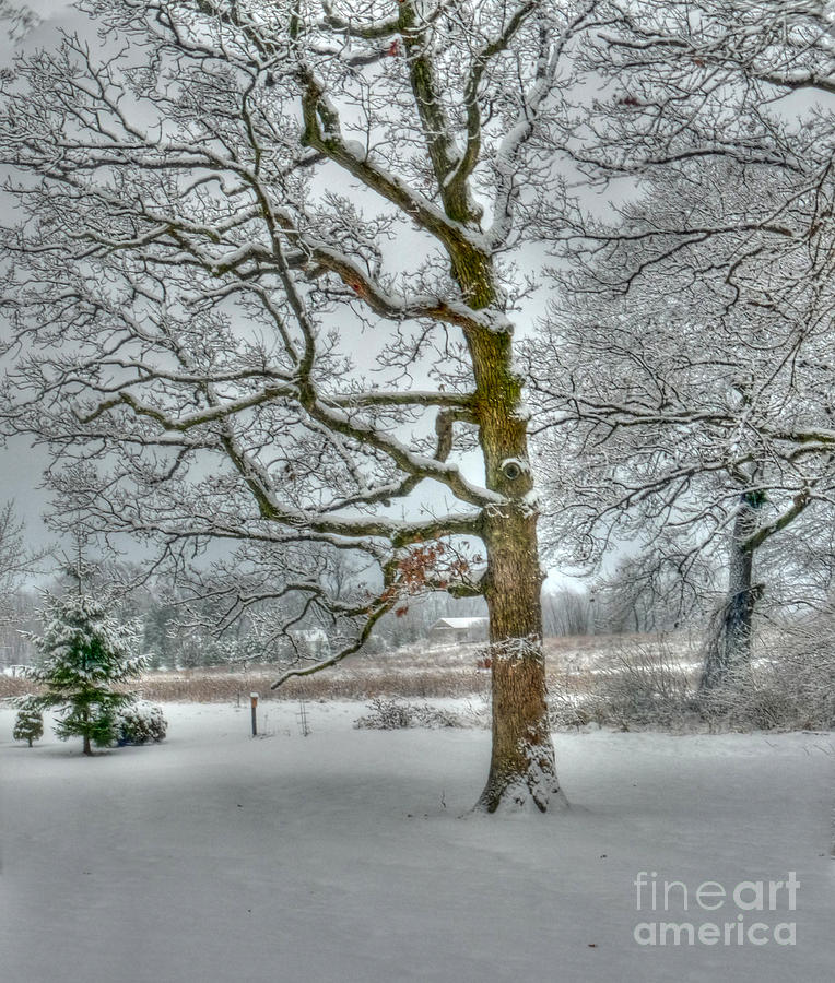 Snow among the oaks Photograph by David Bearden