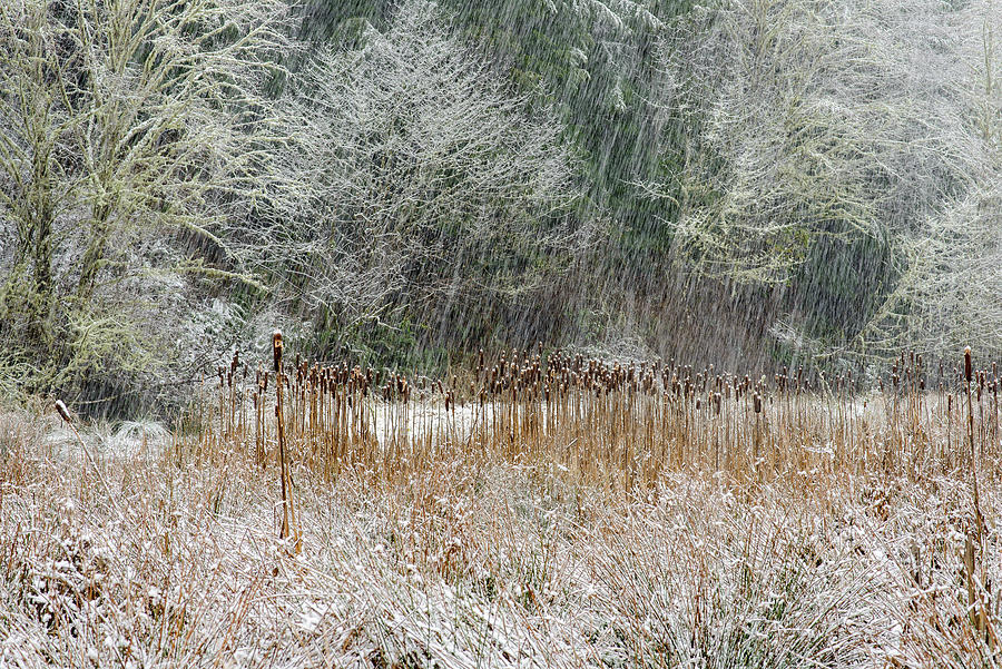 Snow and Cattails Photograph by Robert Potts