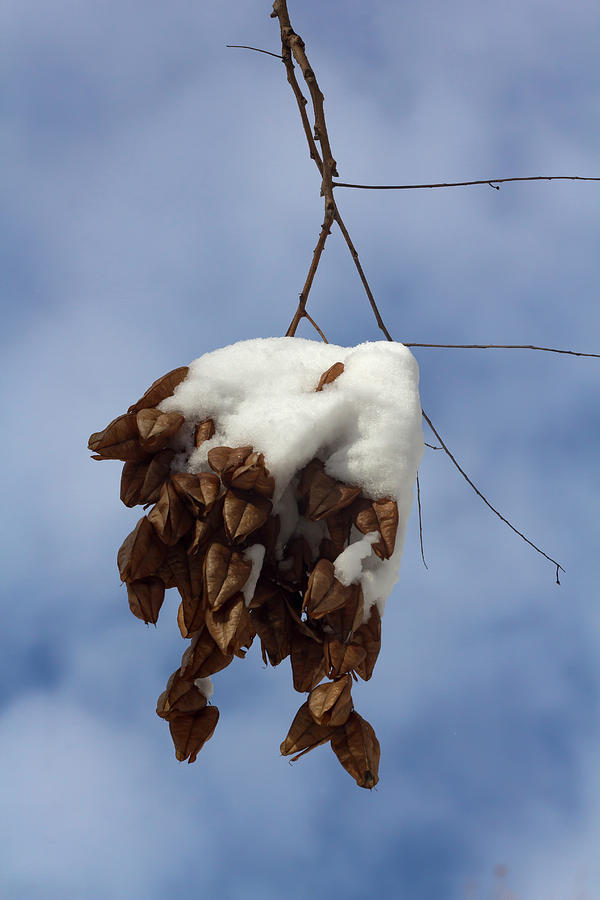 Snow and Dead Leaves Photograph by Robert Ullmann