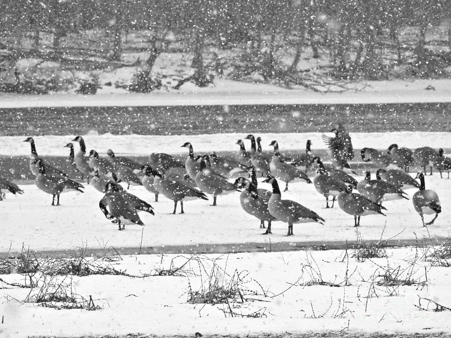Black And White Photograph - Snow And Geese On The River II by Kathy M Krause