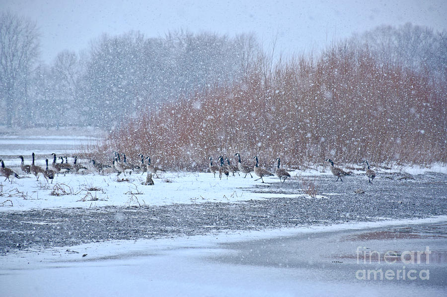 Snow And Geese On The River Photograph by Kathy M Krause