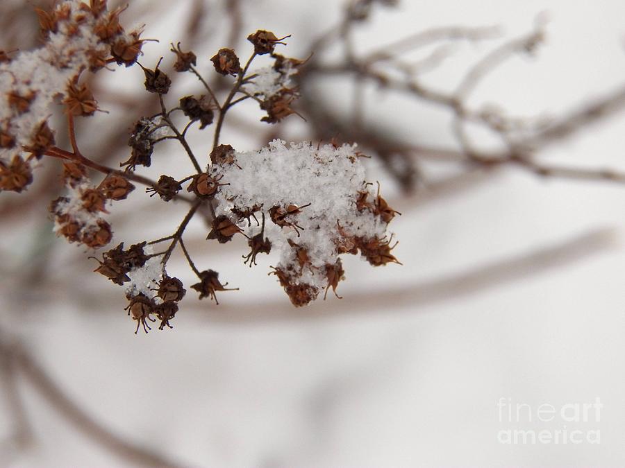 Snow and Growth Photograph by Corinne Elizabeth Cowherd