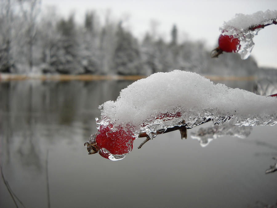 Snow and Ice on Wild Rose Hip Photograph by Kent Lorentzen