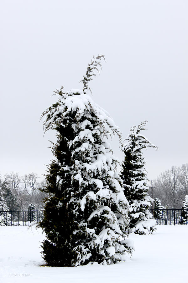 Snow and Icicle Covered Tree in the Tulsa Rose Garden Photograph by Susan Vineyard