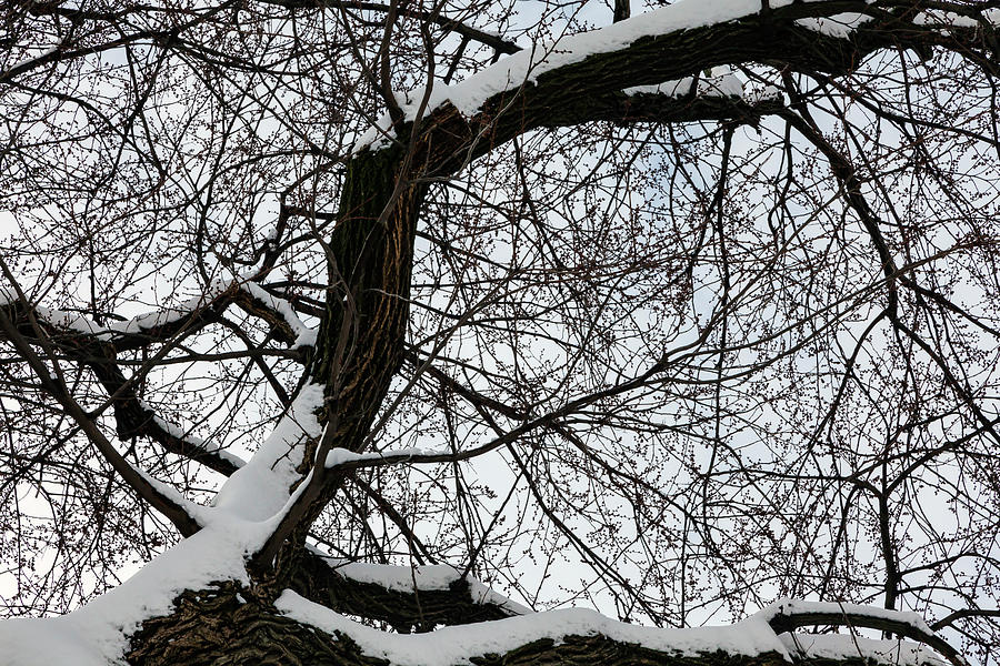 Snow and Tree Photograph by Robert Ullmann