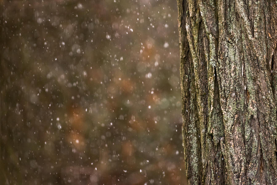 Snow and Tree Trunk Photograph by Terry DeLuco