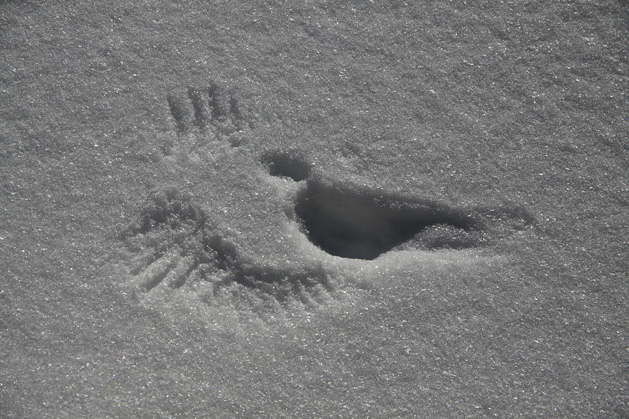 Snow Angel Photograph by Joi Electa