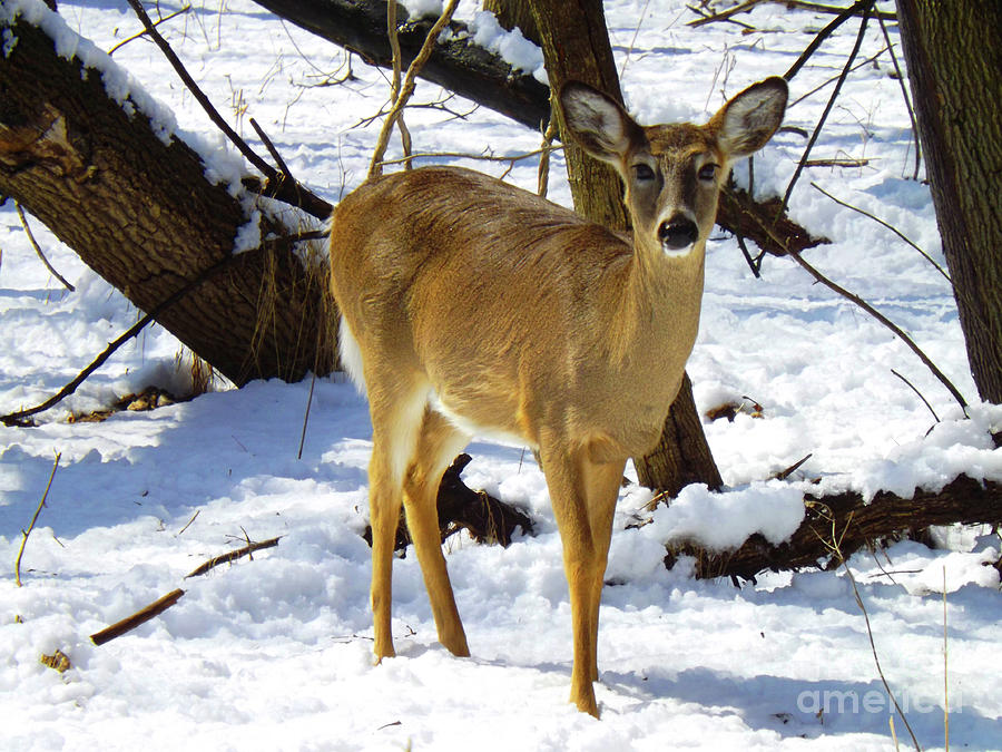 Deer Photograph - Snow Angel by Robyn King