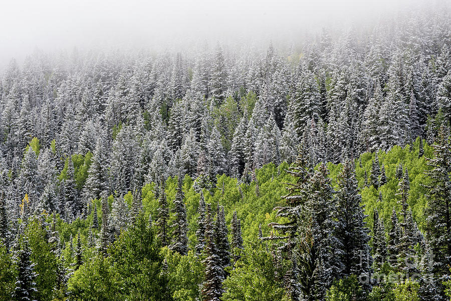 Snow - Aspen - Pine - Winter Fog - Wasatch Mountains Photograph by Gary Whitton