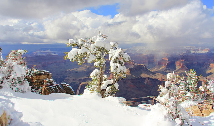 Snow at Grand Canyon 3944 Photograph by Jack Schultz