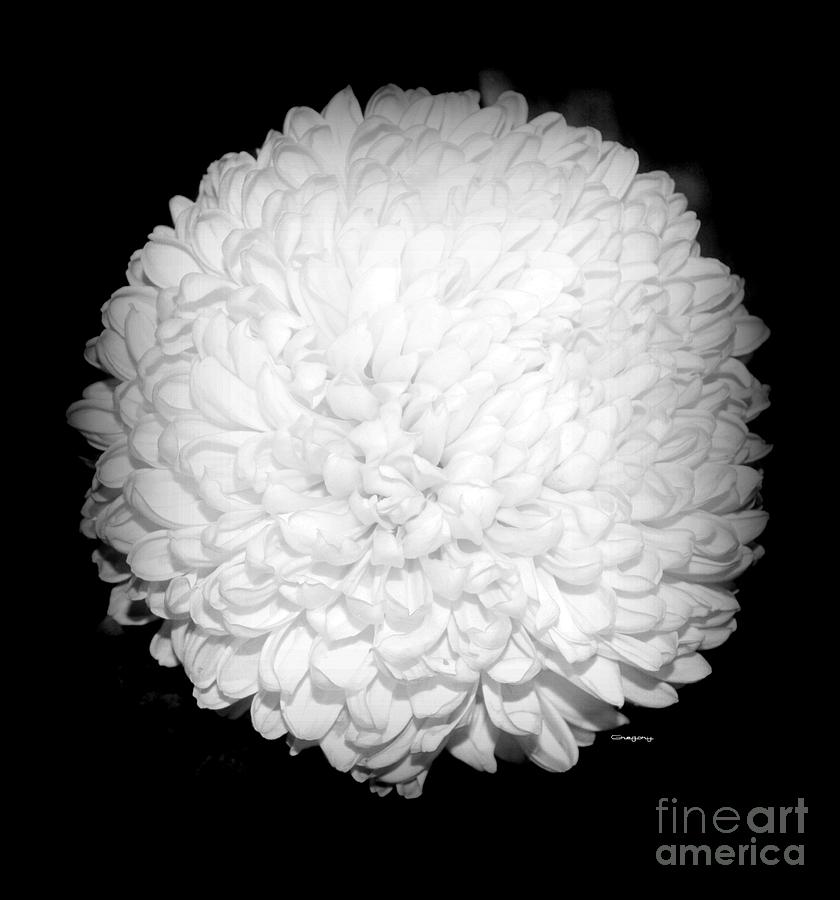 Snow Ball Photograph by Greg Moores