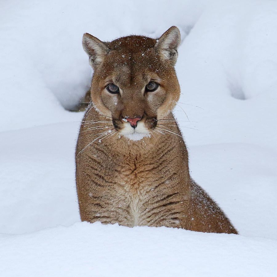 Snow Bank Cougar  Photograph by Steve McKinzie