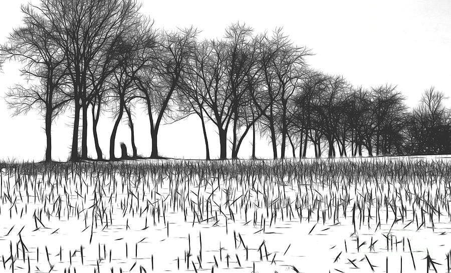 Snow Bare Trees Black White  Photograph by Chuck Kuhn