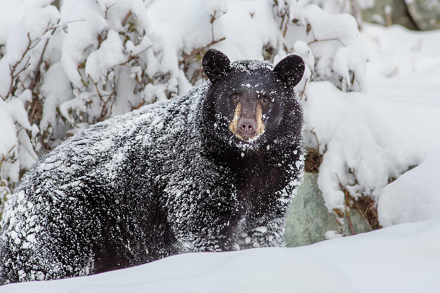Winter Photograph - Snow Bear Stare by Ed Boudreau