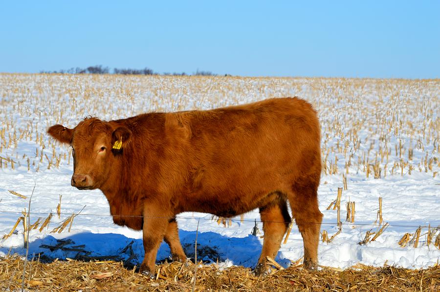 Snow Beef Photograph by Bonfire Photography