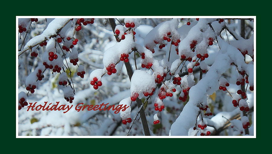 Christmas Photograph - Snow Berries Holiday Greeting by Rosanne Jordan