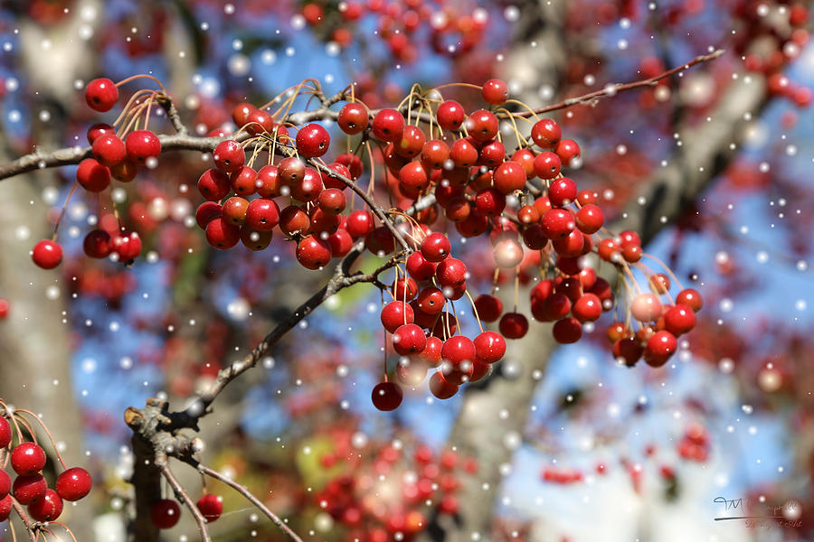 Snow Berries Photograph by Theresa Campbell