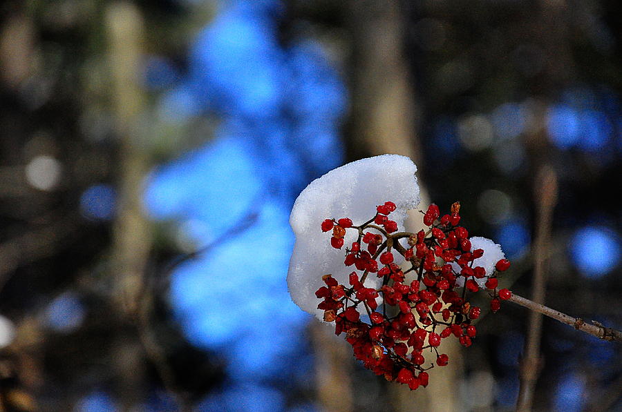 Snow Berries Photograph