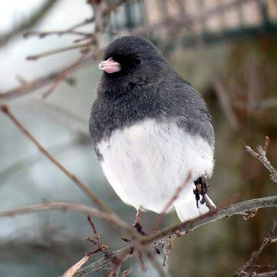 Winter Photograph - Snow Bird By Tammy Finnegan #winter by Tammy Finnegan