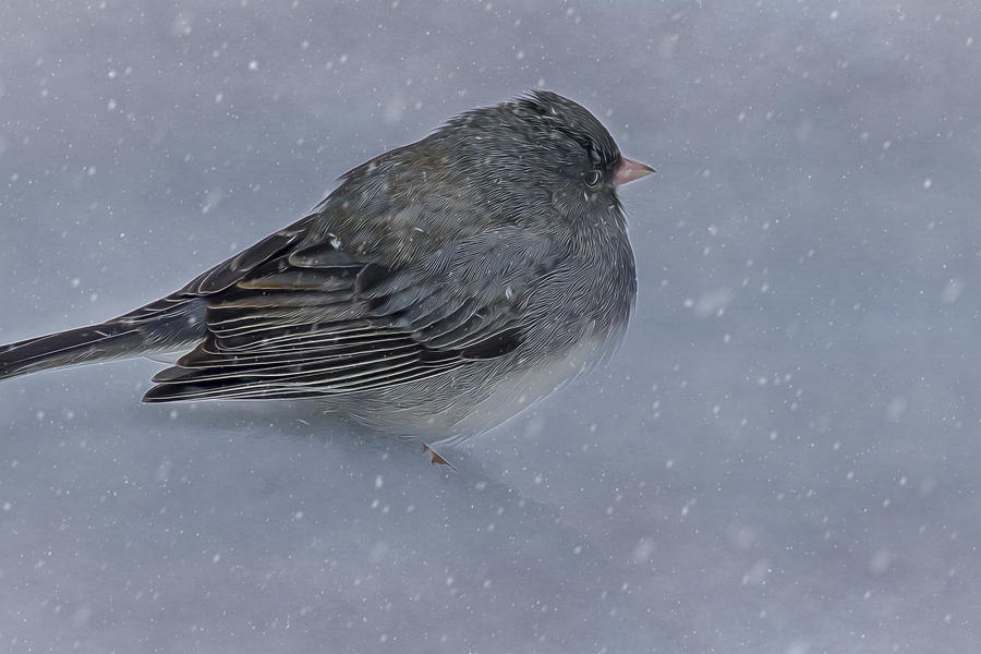 Snow Bird Photograph by Cathy Kovarik