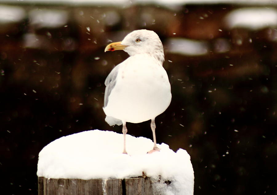 Snow Bird Photograph by Doug Mills