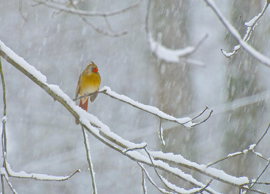 Bird Photograph - Snow Bird by Gwendolyn Christopher
