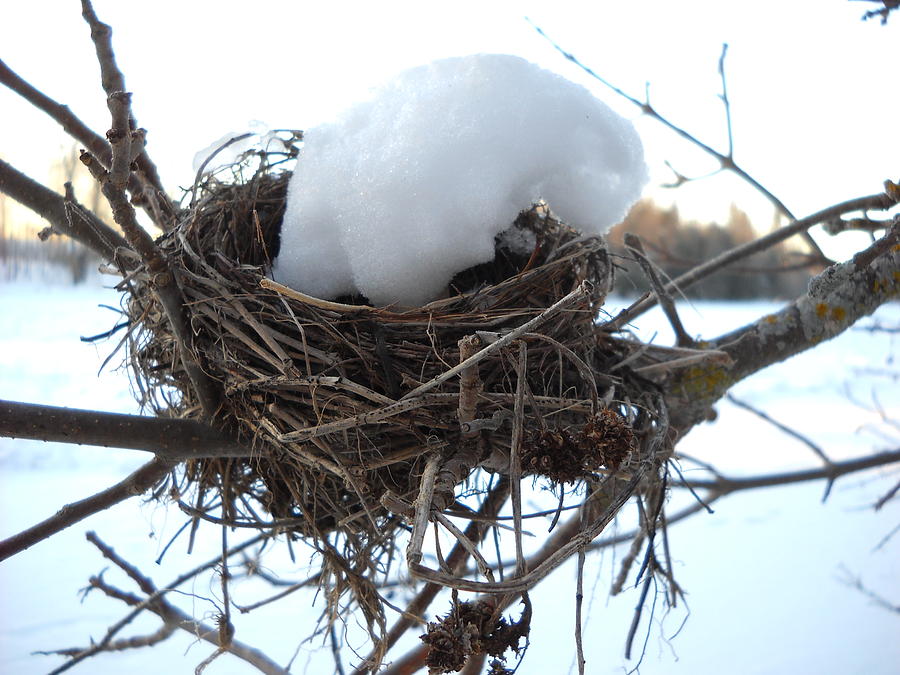 Snow Bird in Winter Photograph by Kent Lorentzen
