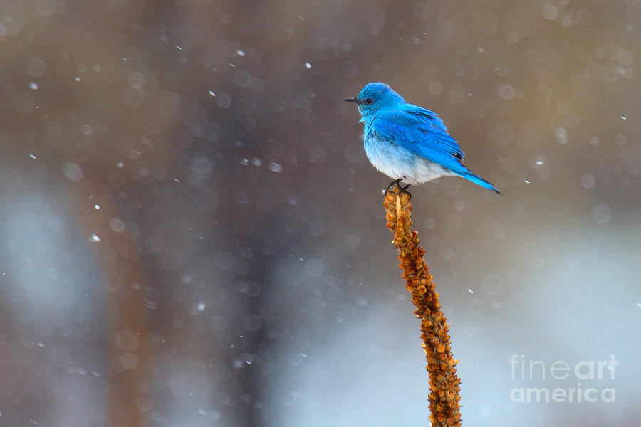 Bluebird Photograph - Snow Bird by Jim Garrison