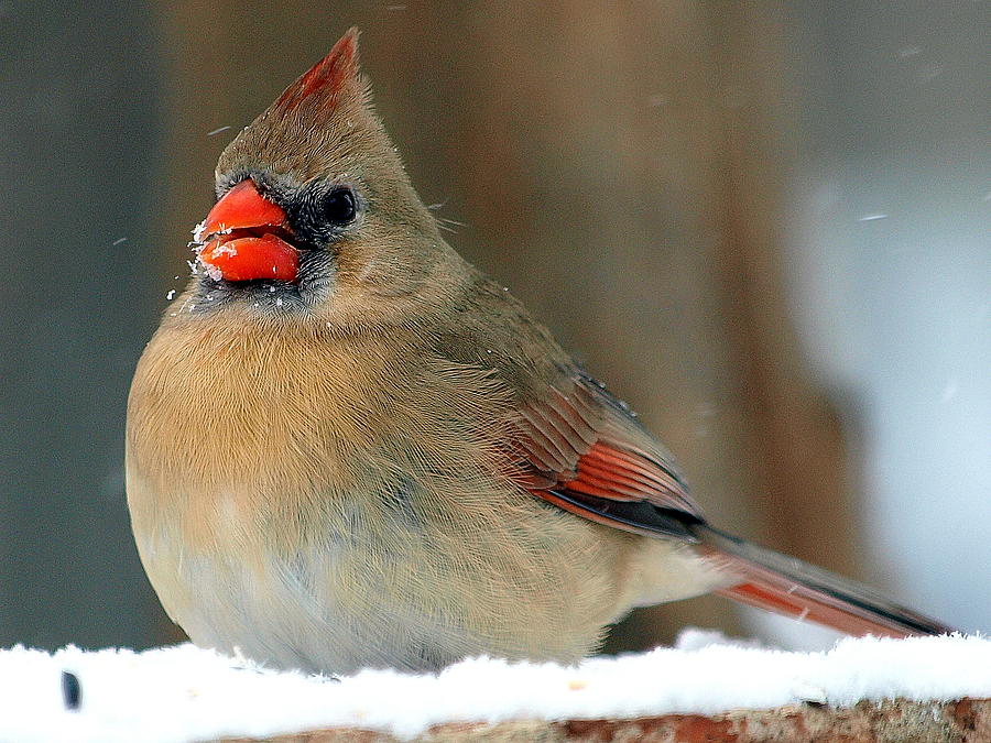 Snow Bird Photograph By Kala King - Fine Art America