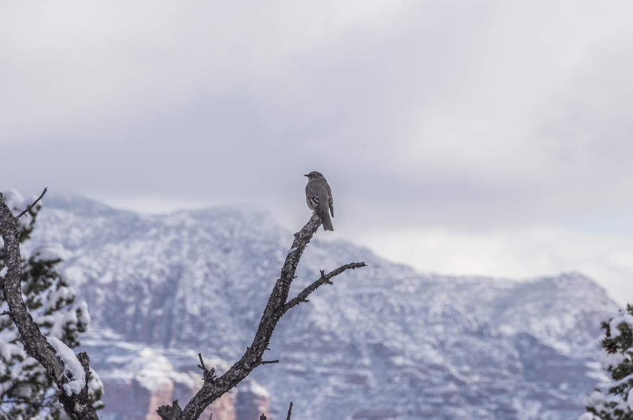 Snow Bird Photograph by Laura Pratt
