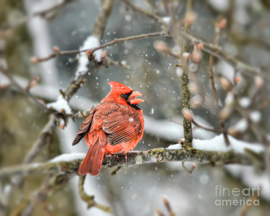 Snow Bird - Male Northern Cardinal Photograph by Kerri Farley