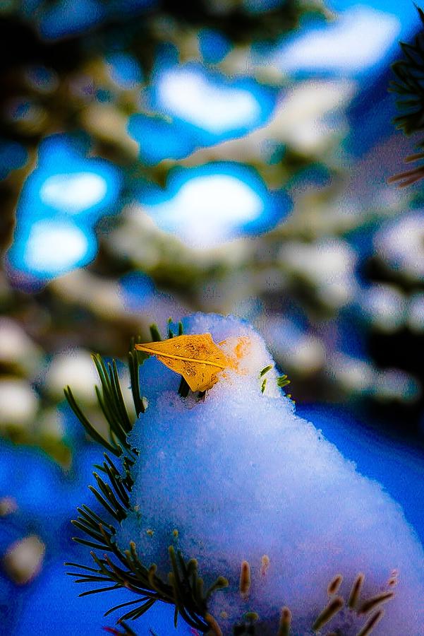 Snow Bird of Sorts Photograph by Desmond Raymond
