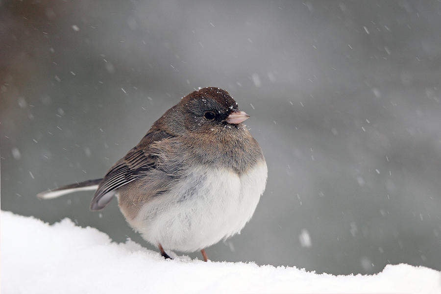 Snow Bird Photograph by Sue Feldberg - Fine Art America